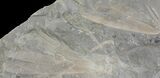 Fossil Gingko (Ginkgoites) Leaf Plate - North Carolina #136959-1